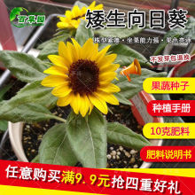 向日葵种子矮生向日葵种籽大粒食用葵油葵观赏葵花籽种向日葵盆栽