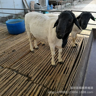 杜泊绵羊价格行情 白头杜泊绵羊多少一只 杜泊绵羊羔去哪买