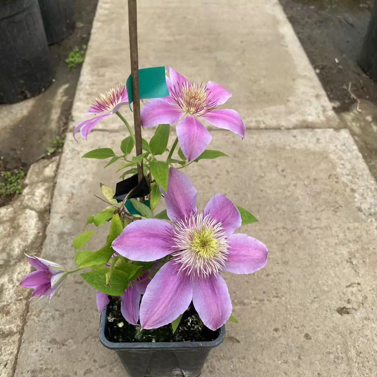 Квадратное кашпо P9 для клематиса «Джозефин», новая сортация «Фантазия», цвет «Пурпурный Счастливый Талисман», цветок «Дневной Ангел», цветок «Утопия», садовое растение, реальные фото, вьющаяся растительность для сада