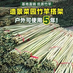 菜園のつる支柱、野菜、キュウリ、トマト、豆の支柱、細い竹のフェンス、つる支柱