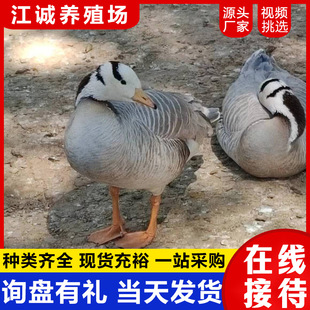 �^�p�����^����w�����Xһֻ ���Bˮ�݌�����^�� ���վ��^���^��
