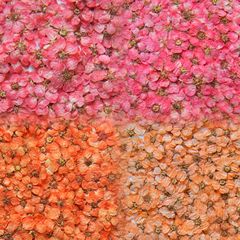 珍珠梅 小水仙花小梅花五星花五瓣花美甲干花跨境滴胶手机壳押花