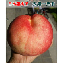 秋彤红不软桃树嫁接苗桃树苗晚熟黄桃苗冬桃树苗黄桃树苗蟠桃黄桃