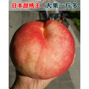 ��ͮ�t��ܛ�Ҙ�޽����Ҙ��������S���綬�Ҙ����S�Ҙ�������S��