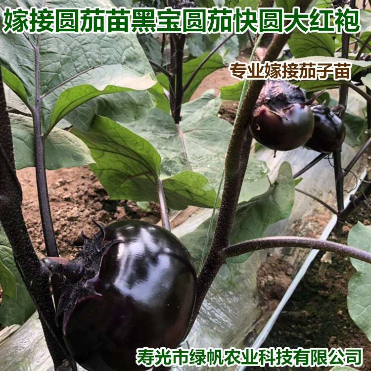 Поставка привитых саженцев баклажанов, саженцев баклажанов, черных сокровищ, быстрых круглых саженцев Дахунпао, глянцевых черных круглых саженцев баклажанов, фабрики рассады Shouguang.