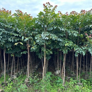 Year-Round Supply of Neem Tree Seedlings, Evergreen Large Trees, Road Landscape Greening, Street Trees, Neem Transplant Seedlings
