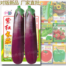 约100粒紫红长茄种子 春季秋季蔬菜种子批发特色茄子优质种籽公司