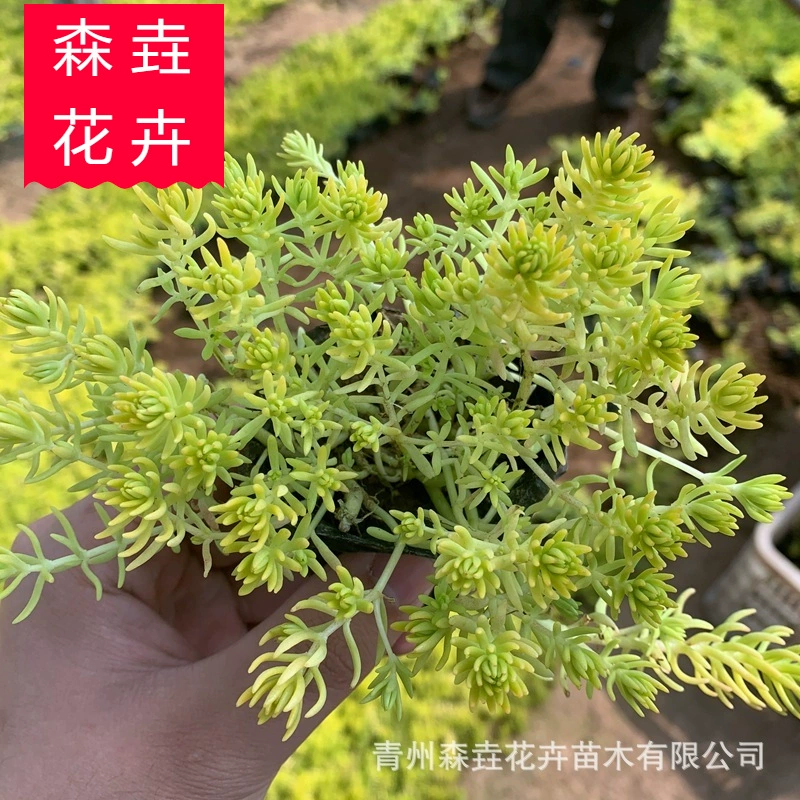 Оптовая продажа золотистого листового седума, рассады для ландшафтных проектов, растений для зеленого покрытия крыш и грунта, седум.