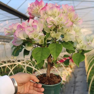 Green Cherry Bougainvillea Potted Plant with Flowers Indoor Balcony Flower Seedlings Double-Petal Old Stump Easy to Maintain Balcony Four-Season Flowering Plant