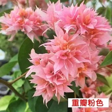 ÷ļ_ܲԻ玧ذֲ̨҃ͥԺ