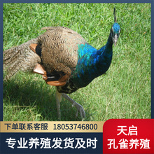 孔雀养殖技术河南周边有卖观赏蓝孔雀和白孔雀的吗