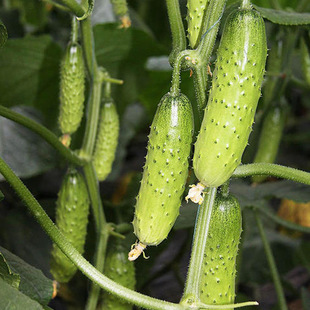 �߲˷N��ˮ���S�ϷN���ļ��������Դ����S���ѷN��ˮ���S�ϷN��