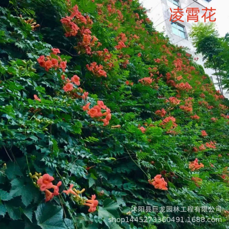 Базовые прямые продажи рассады цветов «фейерверк», цветов «фейерверк», вьющихся цветов с множеством цветов, горшечной рассады цветов «фейерверк»