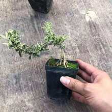 六月雪盆景 六月雪盆景品牌 图片 价格 六月雪盆景批发 阿里巴巴