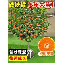 ���Ә����ɰ�ǽ��ϱ����NֲͥԺ���Ե��d�ҰҸ̼޽Ӹ����۽۹���