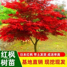 �t�������ձ��t���t�輧�Ї��t��ͥԺ�e����·�G�������t�ļ�����