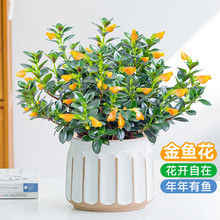 金鱼吊兰盆栽四季观花植物金鱼花室内客厅观花植物豆瓣绿四季常青