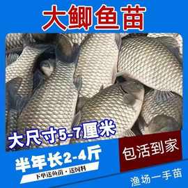 正宗中科五号鲫鱼苗工程鲫鱼淡水养殖草鱼苗鲤鱼花鲢包活大白新鲜