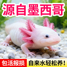六角恐龙鱼冷水鱼蝾螈水族宠物活体六角龙淡水观赏网红鱼好养易活