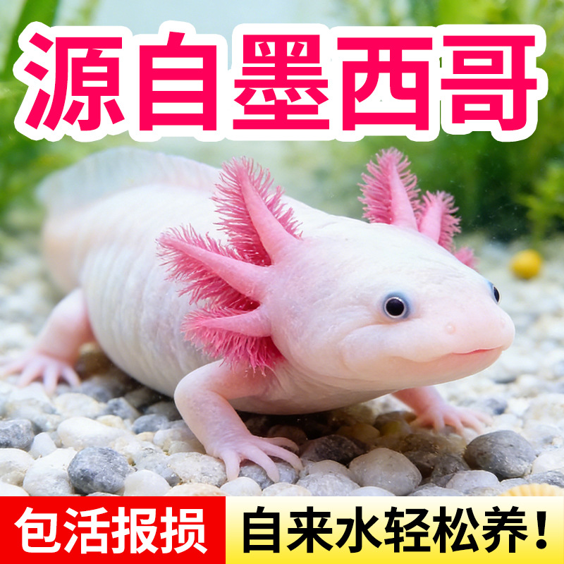 六角恐龙鱼冷水鱼蝾螈水族宠物活体六角龙淡水观赏网红鱼好养易活