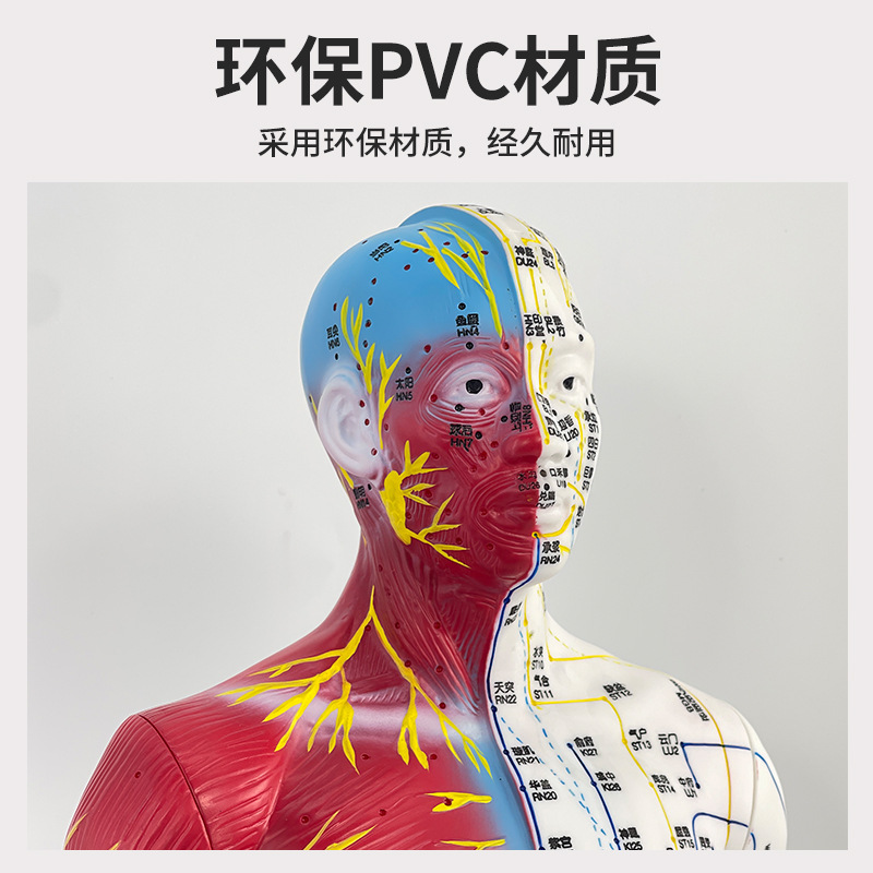 ʮ�ľ�Ѩģ�͸�85cm��ҽ����Ѩλ �������ģ�Ͱ�Ƥ�뼡����ģ��