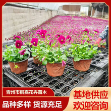 �������Ի��� �������R���@�G�������� �ͺ����ܶ�ɫ��ɫ��������