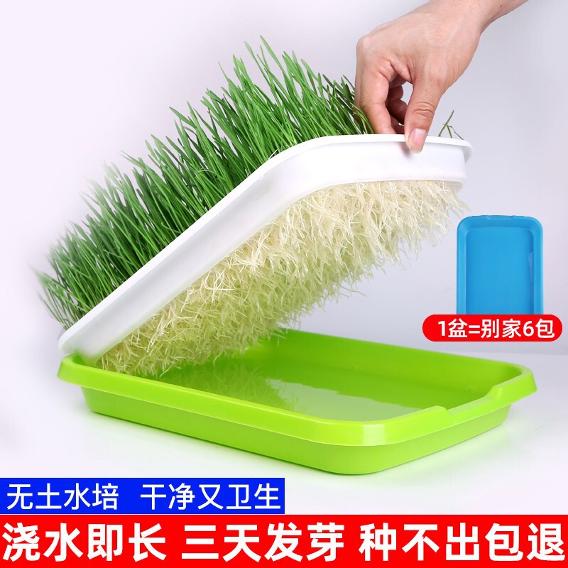 Cat grass hydroponic cat grass seed planting set cat hair cream hair ball cat grass seed cat snacks catnip