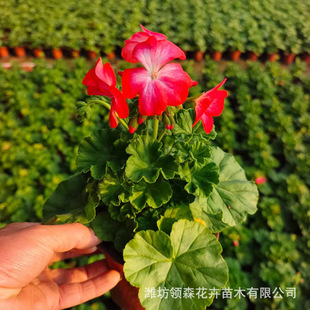 Qingzhou Wholesale Geranium Park Garden Greening Green Plants Courtyard Geranium Potted Plants