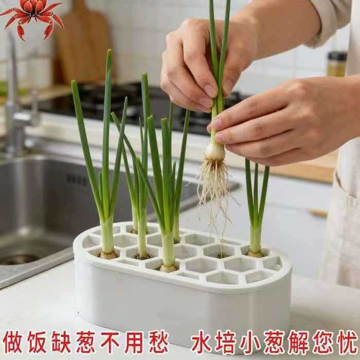 跨境热销葱花水培套装免土免技巧快速收割阳台窗台家庭种植盒