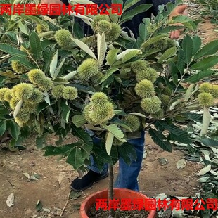 �������޽ӵ����Ϸ������Nֲ��t�ۮ���Y���ش������������