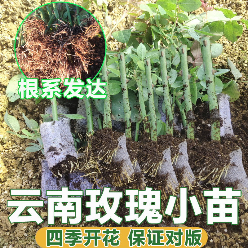 一件代发真正的玫瑰花苗小苗云南黑巴克玫瑰四季开花浓香月季花苗