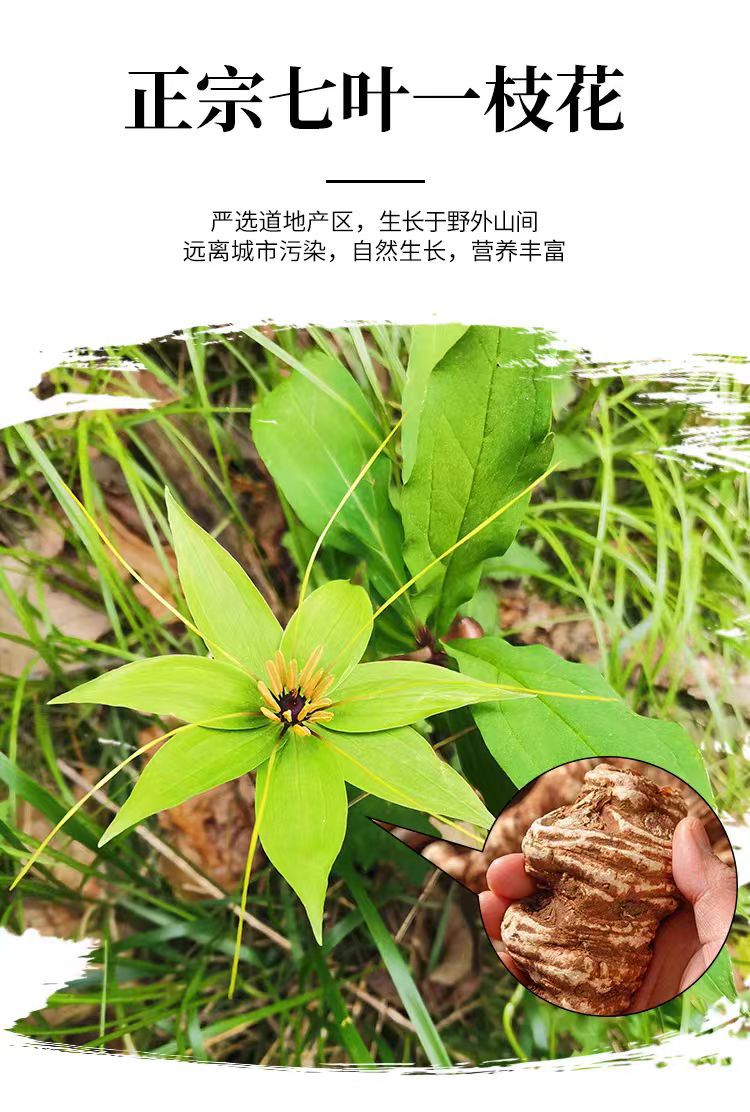 Chong Lou Powder (Paris polyphylla) — Yunnan Dian Chong Lou Dried Herb Powder, 500g overview