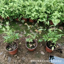 �������������ͥԺ���ܾGֲ�G����ľ�t�����̨�����ͺ��ļ�ֲ��