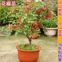花椒树苗四川麻椒大红袍花椒苗南北方盆栽地栽种植当年结果花椒树