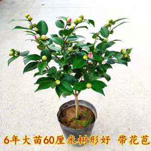 �ͺ��軨����軨�����������㎧��ζ�軨�����_���҃Ȼ��܎�����