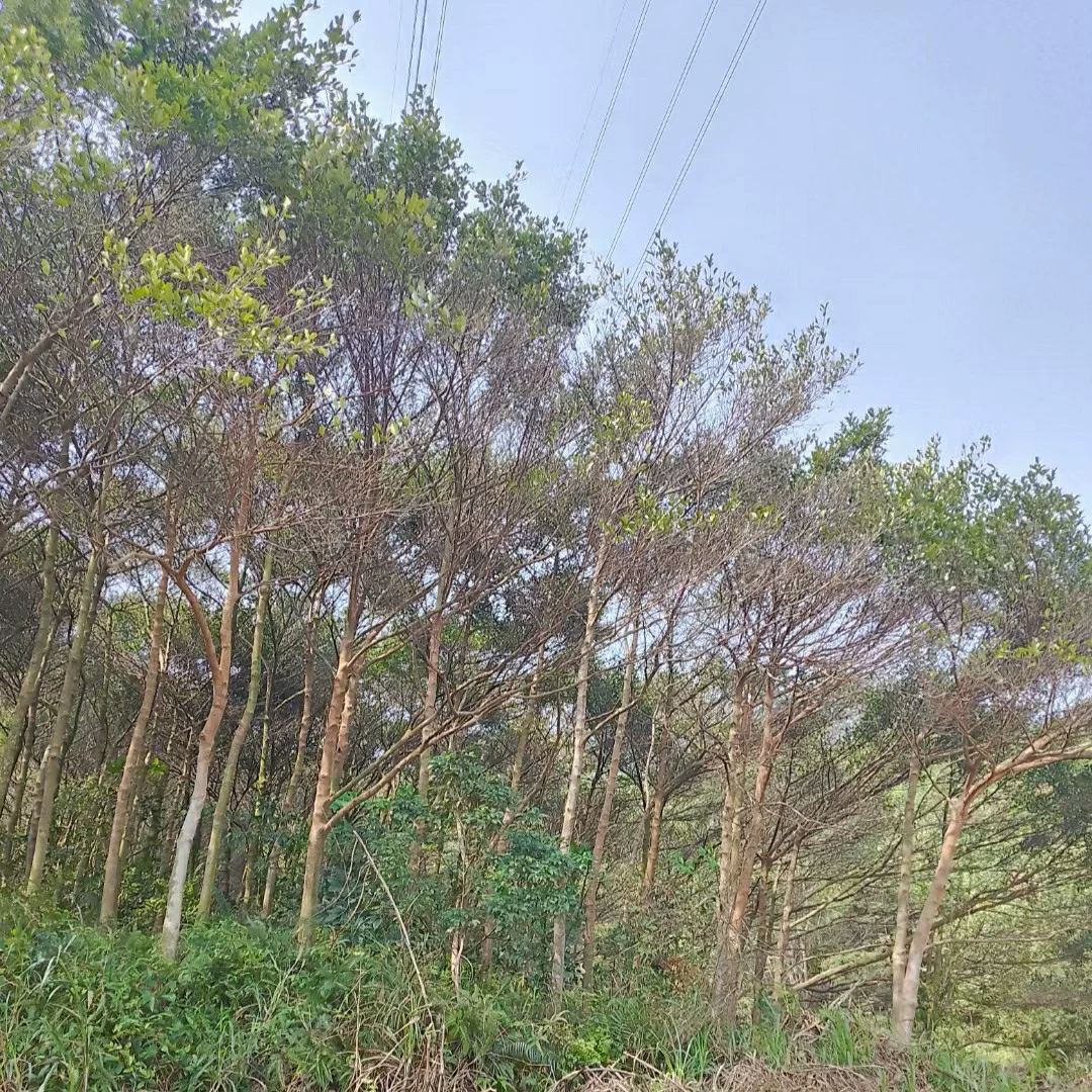 2304 базы очистки и обработки деревьев Heshun 10-15 см