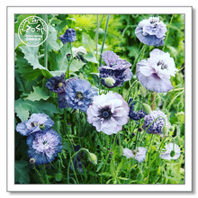 72Ѩѩ@@˻紺׷Nͺ̨҃^pлƷN