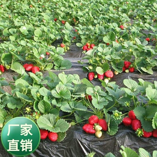 盆栽地栽果蔬草莓苗奶油红颜当年结果草莓苗花境花带阳台四季