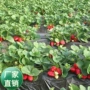 盆栽红颜四季地栽草莓苗