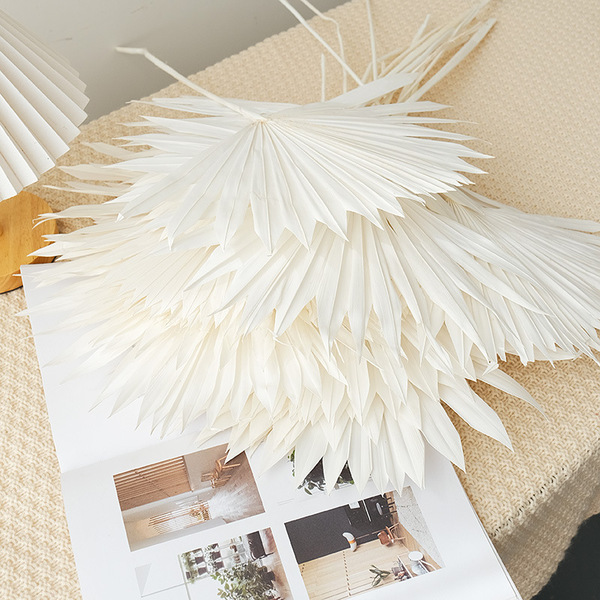 Guanyin fan dry flower yang fan palm leaf fan leaf leaf leaf leaf…