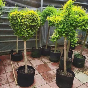 С�~Ůؑ���͘�������ͥԺ�e���G���h�ʇ���ֲ���^�~�ļ�������ľ