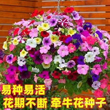 多种矮牵牛种子易种混装四季室内阳台庭院垂吊盆栽多年生喇叭花籽