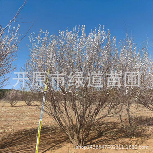 �������Ҿ��^��ͥԺ�е���ľ����4-10���ֱ��Ҿ��Ҳ��NС��