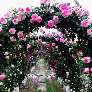 Dropshipping [Cold-Resistant] Four Seasons Rose Seedlings Vine Rose Large Flowers Fragrance Garden Climbing Plants Flowers