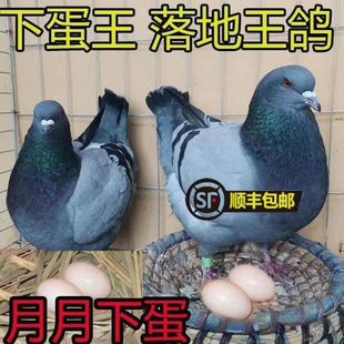 ���N��������ӻ�һ���N�����w���µ���ֳ�^�p�����������B�ľ�|