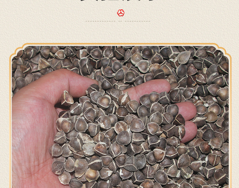 Moringa Seeds La Mu Zi Large Grade Natural Sun Dried 500g Bulk Herbal Seeds quality and texture