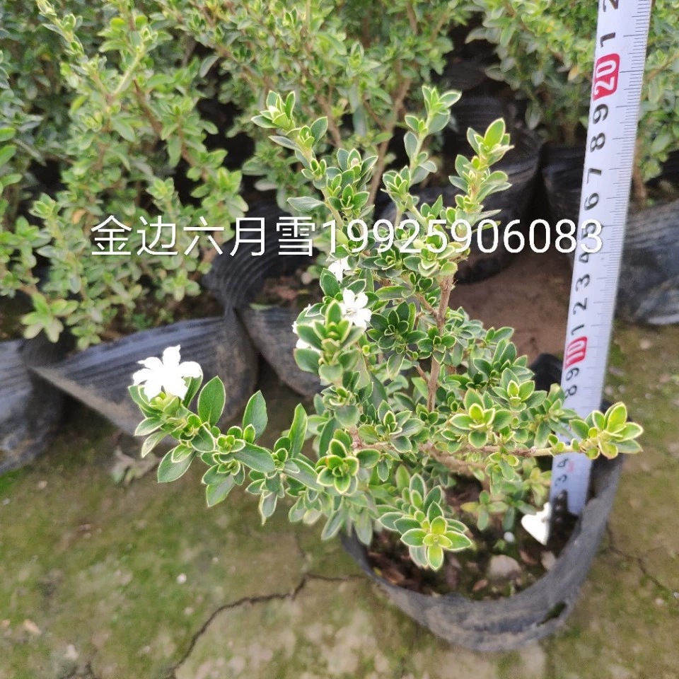 Базовая оптовая поставка в Пномпене