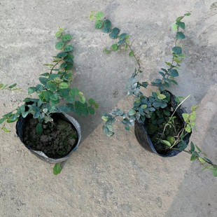 907 base supplies 20-60cm long cup seedling of Ficus pumila