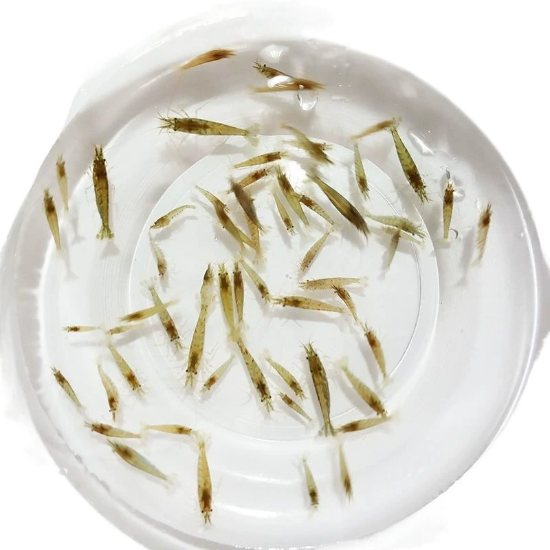 Black shell shrimp algae removal shrimp feed set fresh water ornamental shrimp tank cleaning shrimp landscaping tank algae removal tools shrimp