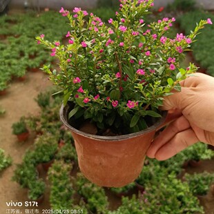 �M�������Ի���G���������ļ��_��ͥԺ�̨С�^���G���B�׻�ֲ��